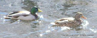 Mallard