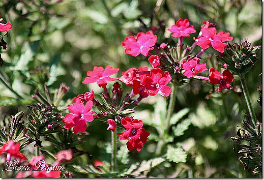 FPC_Superbena_IcedCherry