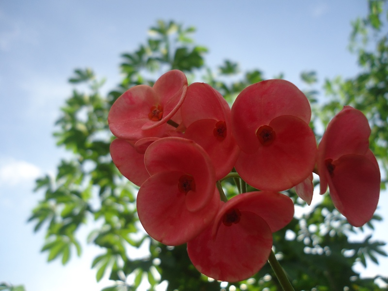  Bunga  Euphorbia  Pink Tebar Pesona Rumah Daun Muda