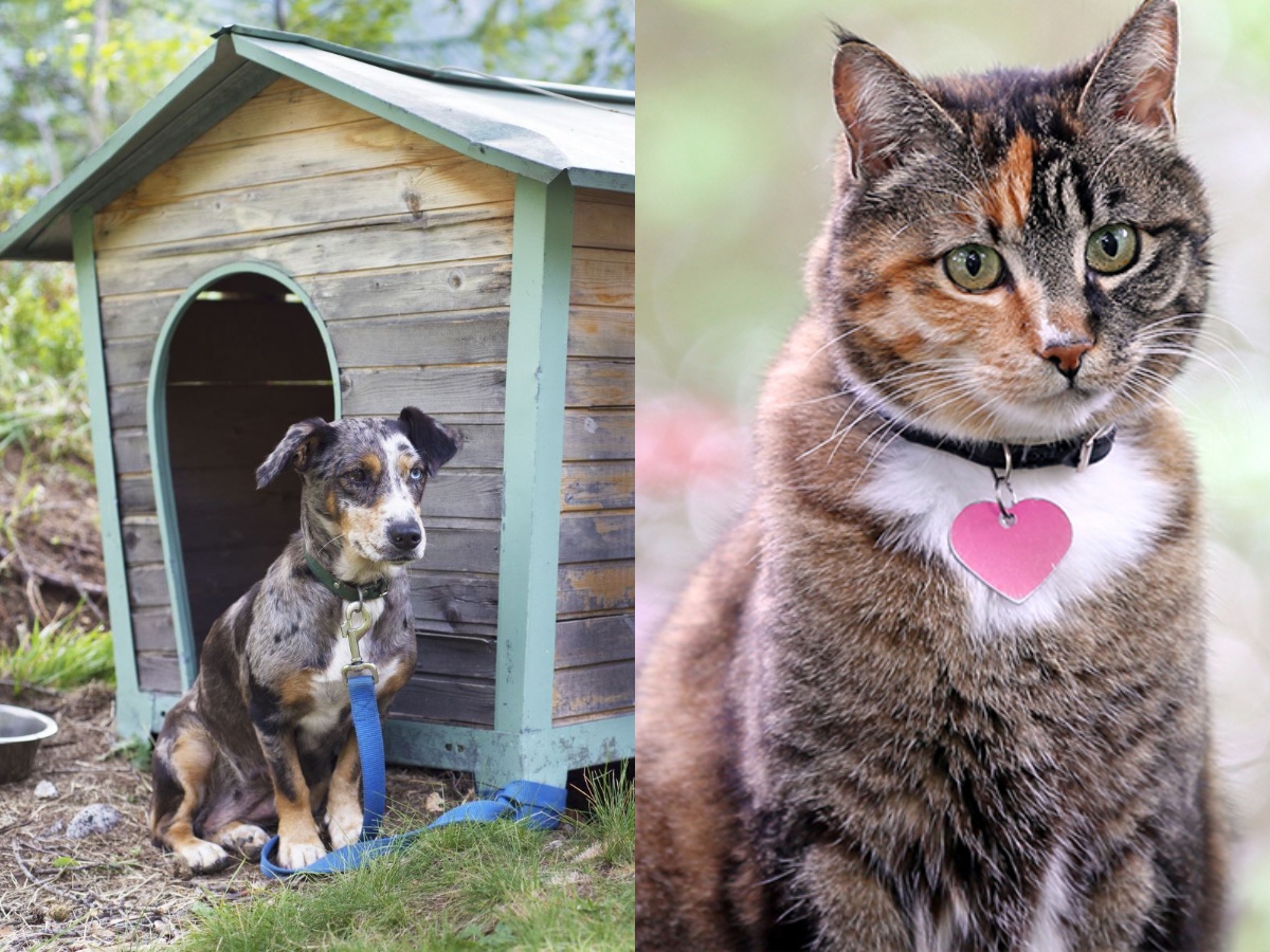 A dog and a cat in Maryland