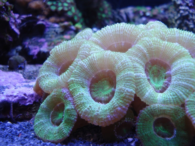 Seattle Aquarium coral