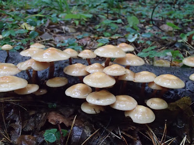 Łuskwiak zmienny Kuehneromyces mutabilis