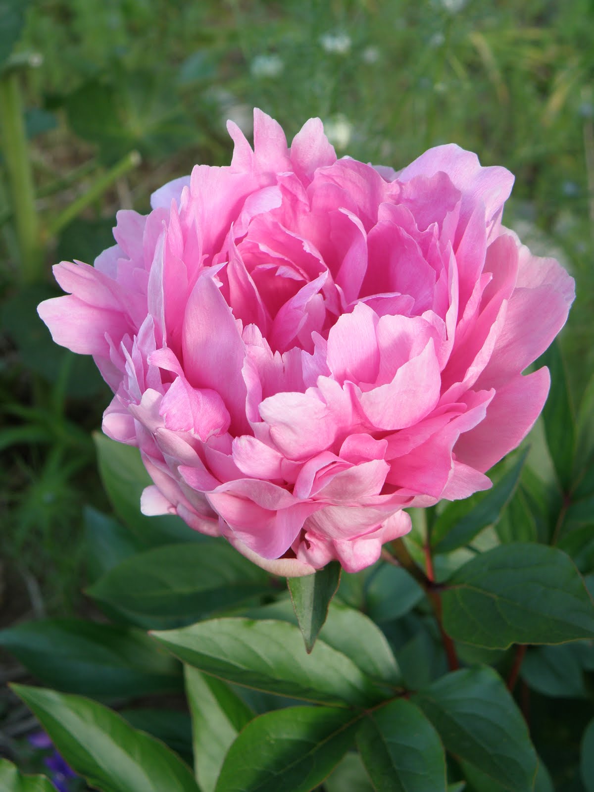 Flos 花 Blume Flower 華 Fleur Flor Cbetok Fiore シャクヤク 1 晴姿 花 の相 大臣 菜譜 中 圃菜 下 花の食べ方