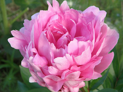 √画像をダウンロード 芍薬 花びら 食べる 276969-芍薬 花びら 食べる