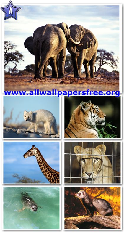 100 Amazing Animals Wallpapers 1600 X 1200 [Set 10]