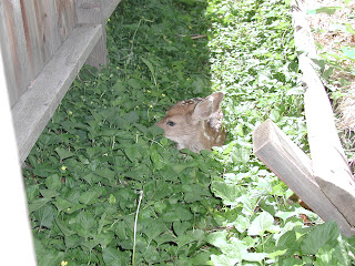 Newborn fawn hidden by doe in ditch lateral