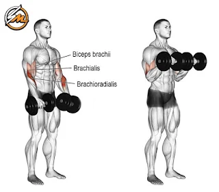 Top 5 Best Exercises to Build Forearms