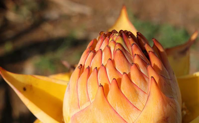 Chinese Yellow Banana Flowers Pictures