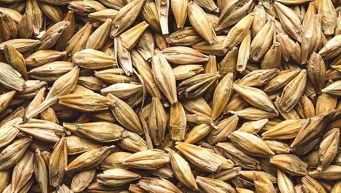 What is Barley? | Its Nutritional Value and Medicinal Uses For Good Health