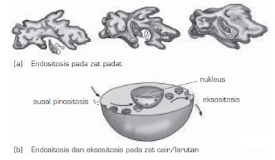 Difusi, Osmosis, Transpor Aktif, Endositosis dan 