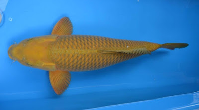 Ikan Koi Chaigo