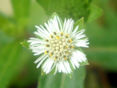 foto en primer plano de la flor de la planta medicinal eclipta alba