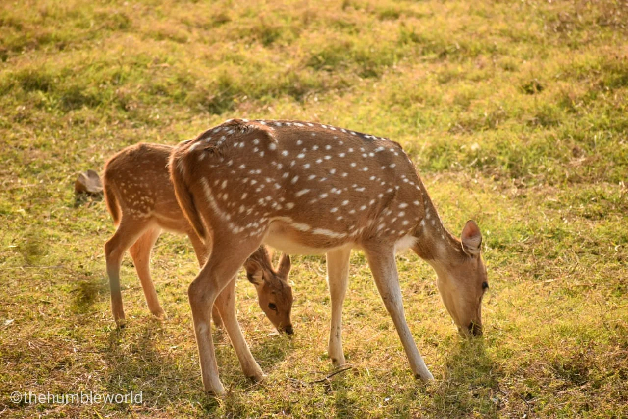 Spotted Deer in Ranthambore National Park
