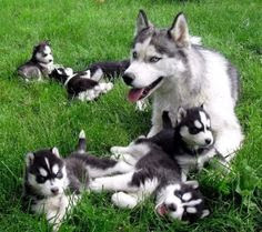 Cute Husky puppy with his moms