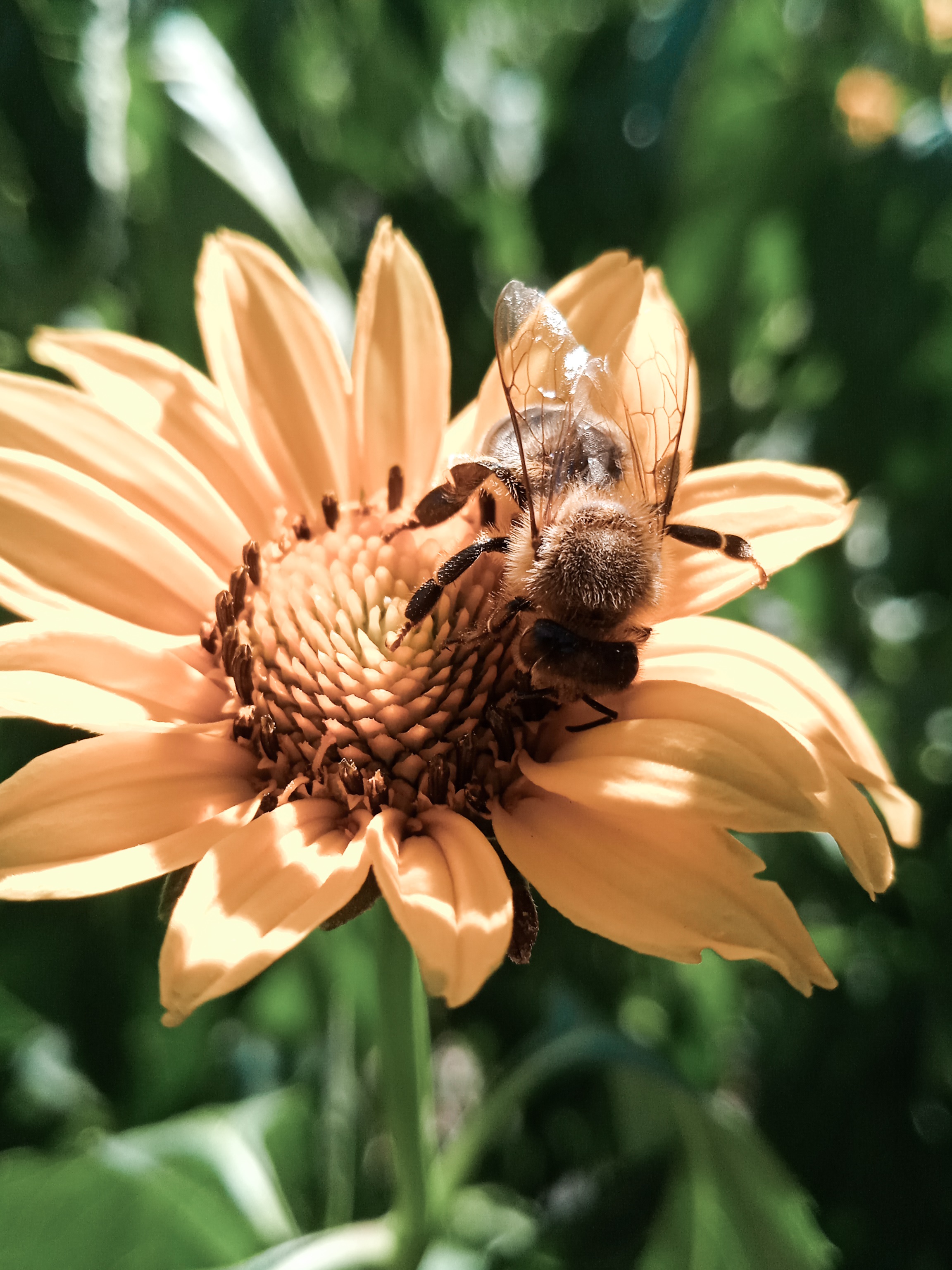 pszczoła na kwiatku, makro, zdjęcie makro