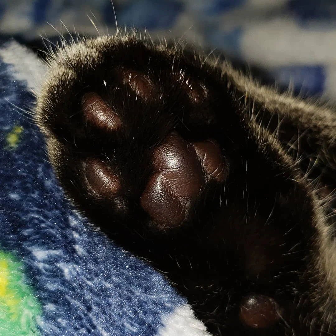 cute cat paws