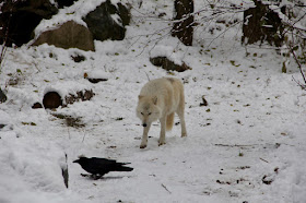 wolf stalking raven