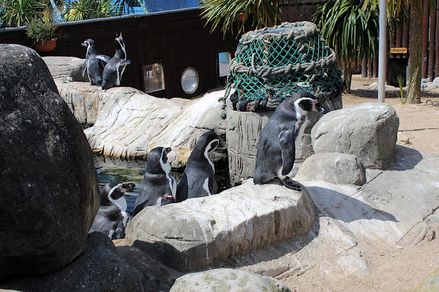 penguin-area-sealife-weymouth-sea-creatures-todaymyway.com