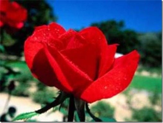 clip_image002