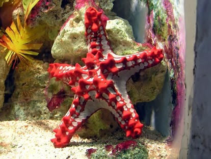 Amazing Pictures of Animals, Photo, Nature, Incredibel, Funny, Zoo, Starfish, Sea Stars, Asteroidea, Alex (13)