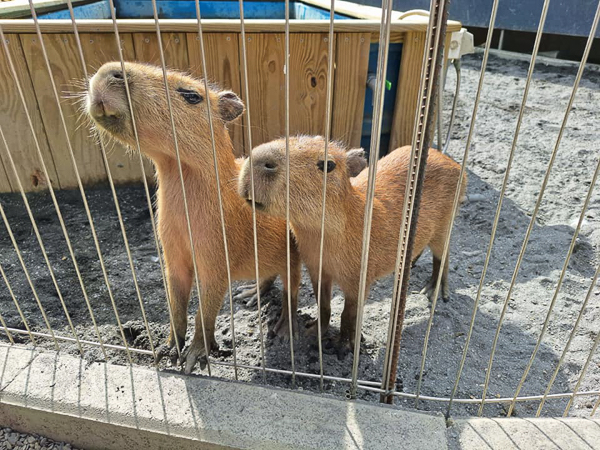 高雄梓官嘎逼＆牛奶寵物互動園區水豚、羊駝、狐獴小動物近距離互動