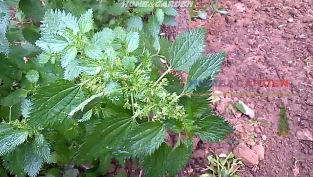 In addition to use it as a tea, nettle leaves are also used as a cooking ingredient, such spinach, chard, or parsley.