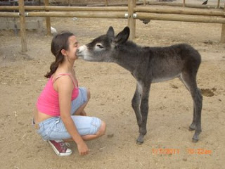 Fotografía de un burro pequeño oliendo la cara a una niña