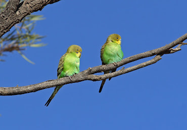 #8 Budgerigar Wallpaper