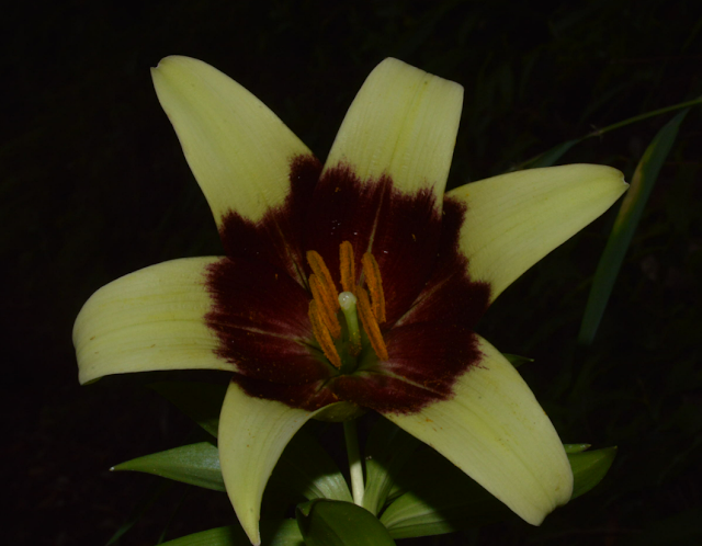 Лилия непальская (Lilium nepalense)