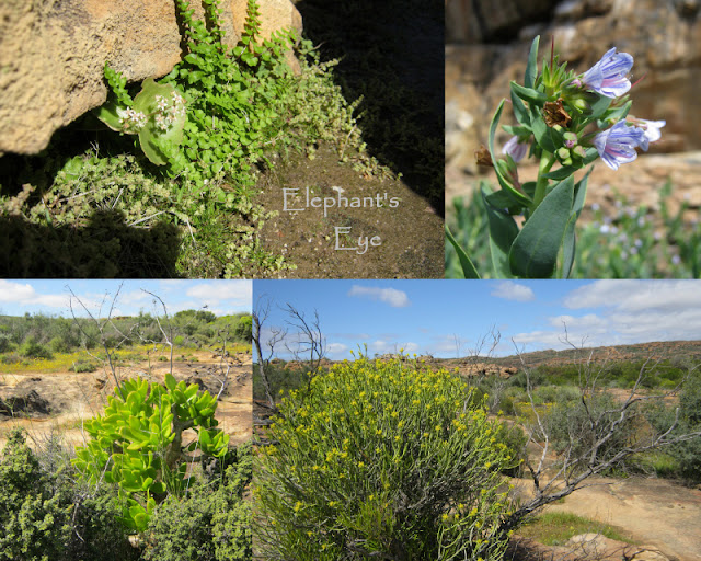 Garden inspiration at Sevilla near Clanwilliam in the Cederberg Crassula, Lobostemon,  Tylecodon, Euphorbia August 2014