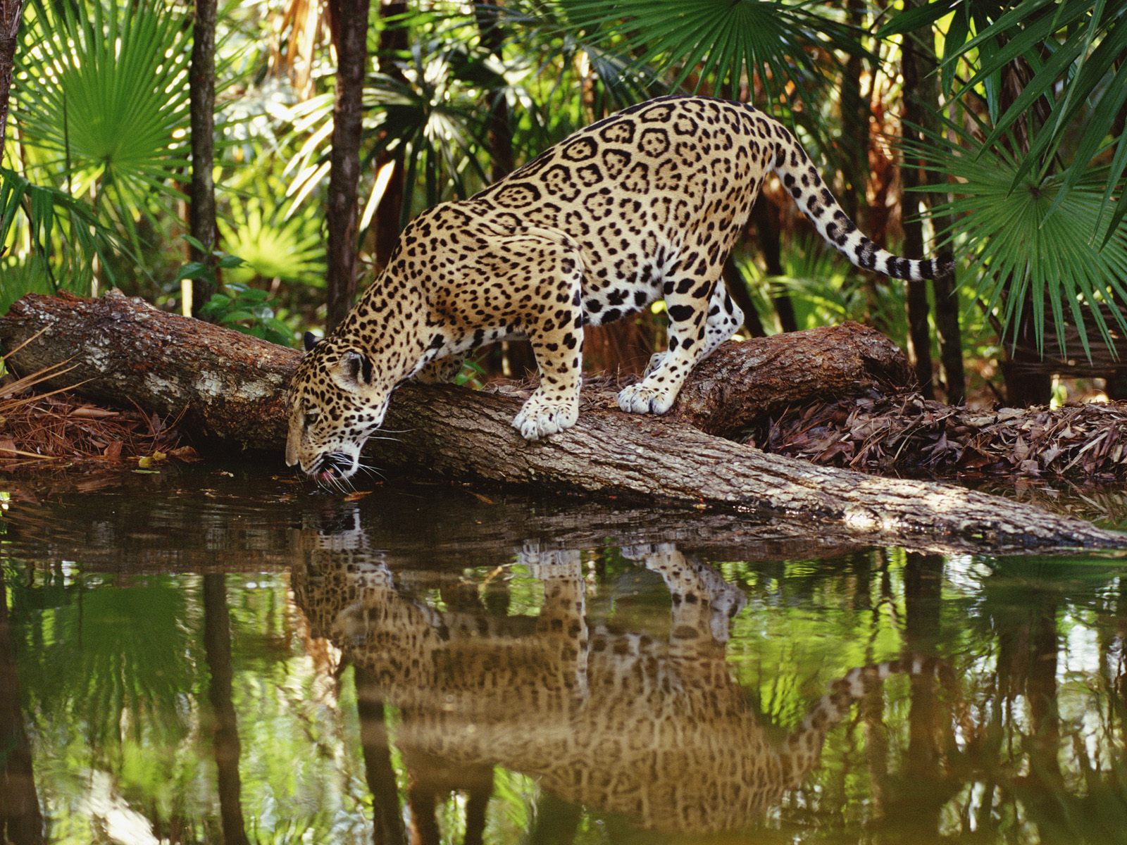 Jaguar | HD Wallpapers (High Definition)|HDwalle