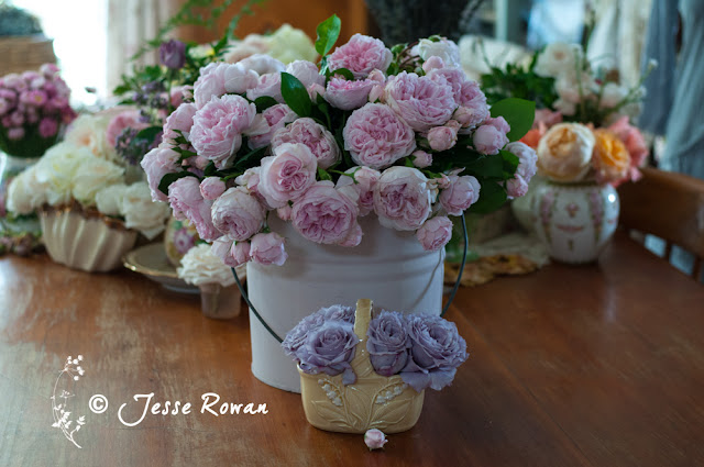 Cinderella roses by Jesse Rowan