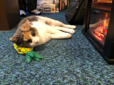 Calico cat resting head on a catnip toy