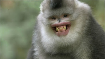 سعدان تونكين أفطس الانف snub nosed monkey