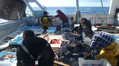 Pescaturismo Mallorca Selección del pescado durante las excursiones