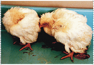 Diagnosa penyakit berak hijau pada ayam