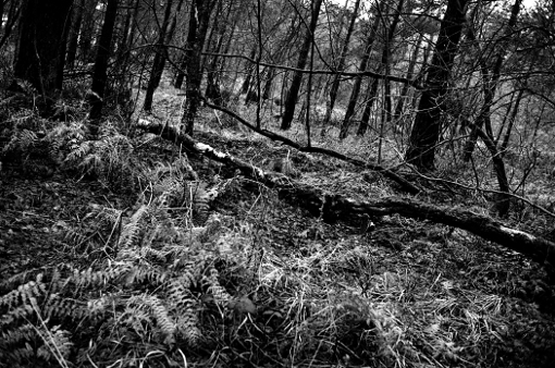 forêt de Brocéliande, paimpont