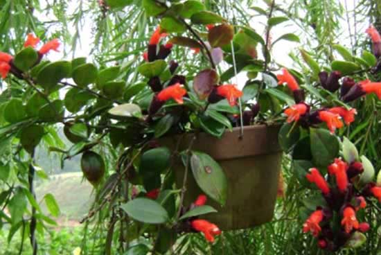 Bunga lipstik  aeschynanthus lobbiana Tanaman Hias Lanskap