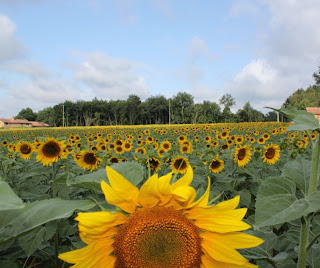 Sunflower field