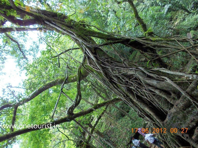 living root bridge , meghalaya