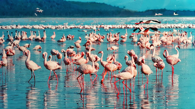 Flamingi to zwierzęta stadne, dlatego są symbolem efektywnej współpracy w grupie i dobrych relacji z ludźmi