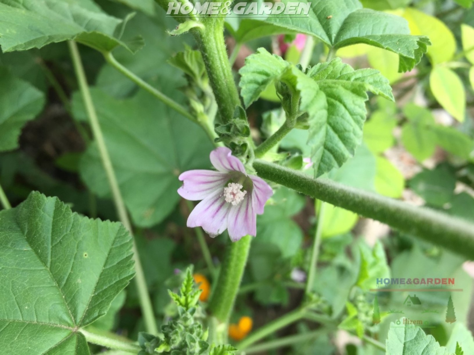 mallow grows up to a height of three feet and produces beautiful, eye-catching, cup-shaped flowers. The flowers have five petals and vary in color from pink to purple and white.