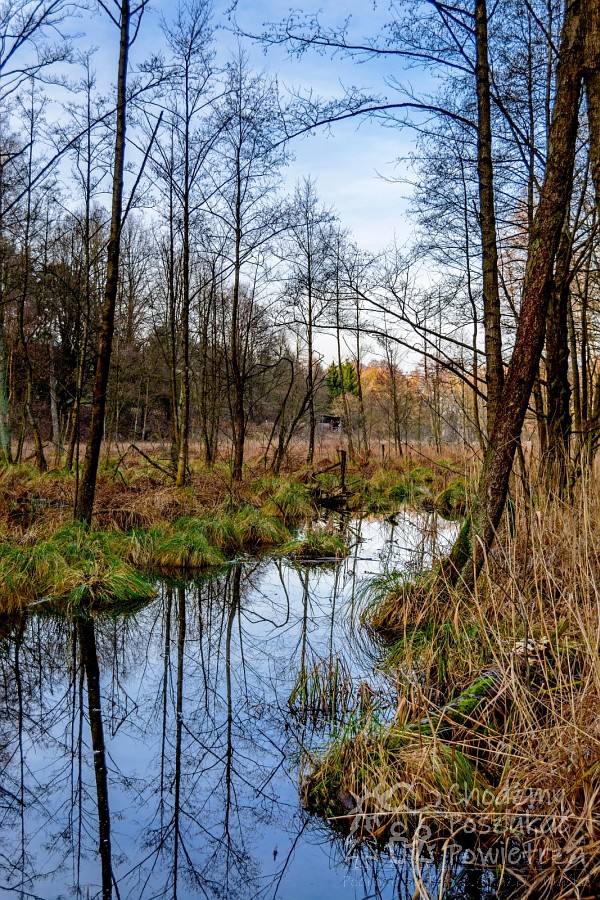 Pałuki. Kujawy. Atrakcja turystyczna. Dolina Gąsawki. Przyroda. Ścieżka.