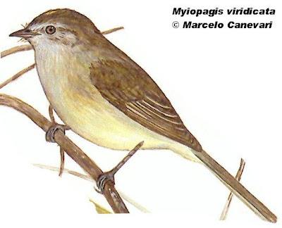 fiofio corona dorda Myiopagis viridicata