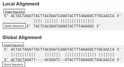 Difference between Global and Local Sequence Alignment