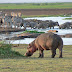 Lake Manyara Tourism, Map, Weather, Animals, Hotels, Lodges, Location, Safari, Facts, Attractions