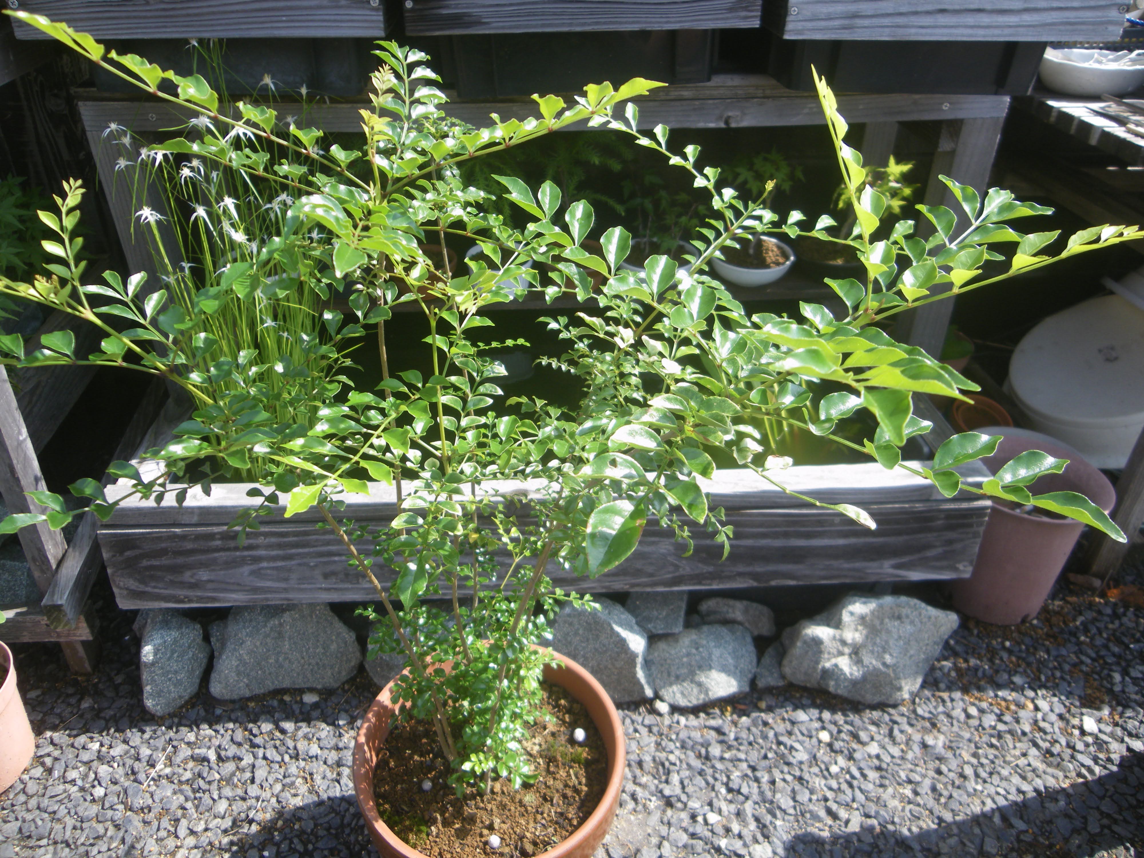 シマトネリコを挿し木で増やして 小さな鉢植えやミニ盆栽で楽しむ メダカの大工