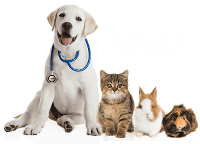 How to Make Money with pet sitting Business