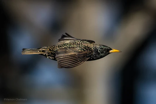 Birds in Flight Photography Workshop Cape Town - February 2017