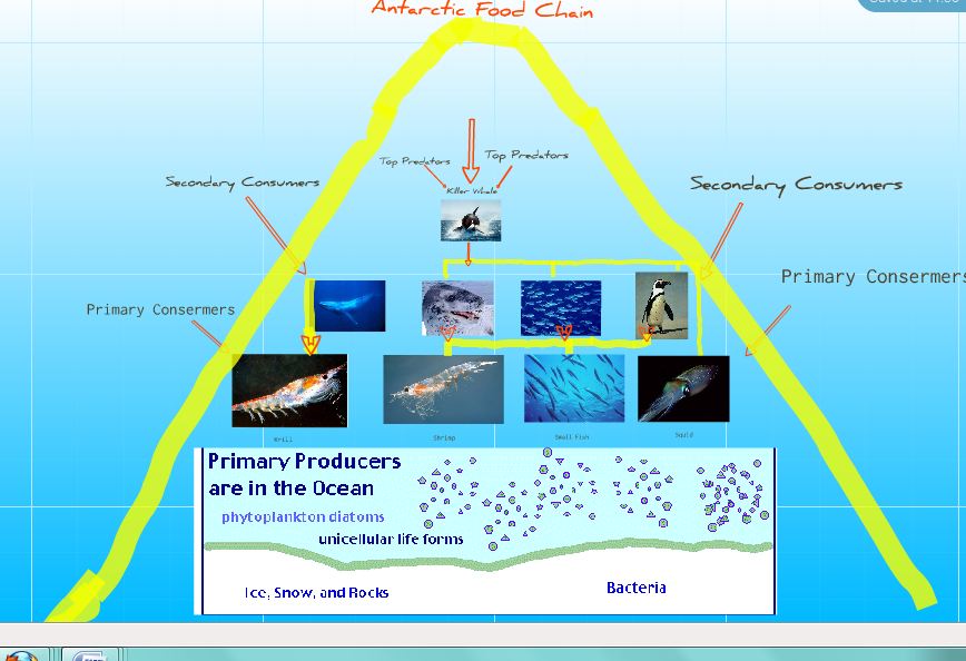 food chain diagram for kids. rainforest food chain diagram.